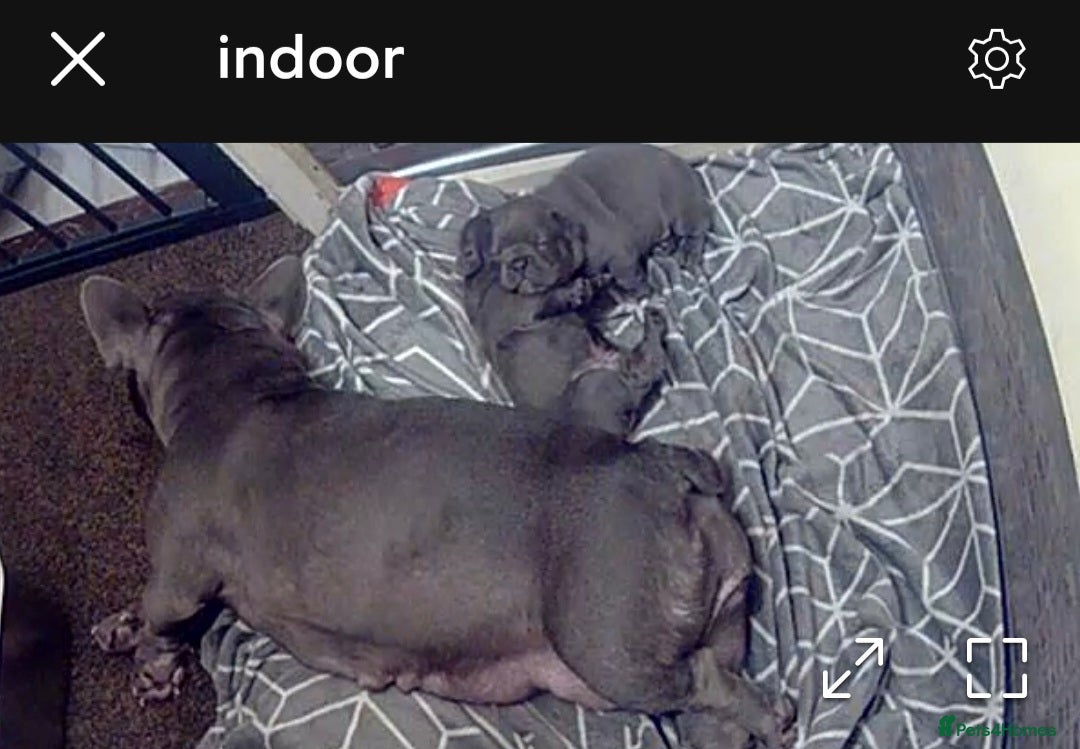 French Bulldog dogs for sale:  REDUCED ! 2 blue french bulldog boys for sale. - Advert 6