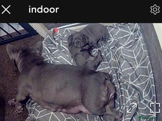French Bulldog dogs 2 blue french bulldog boys for sale. - Advert 4