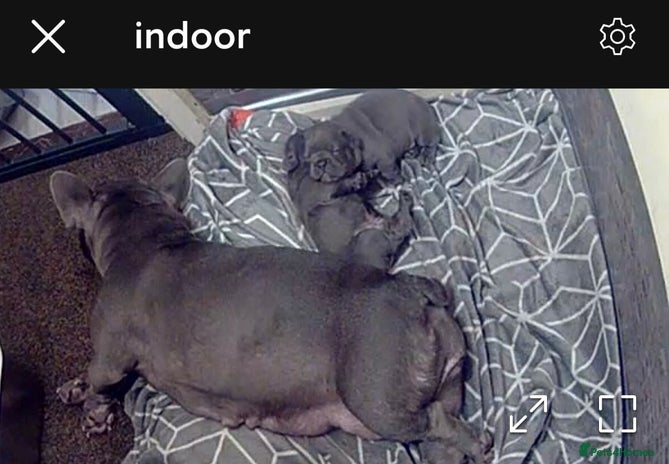 French Bulldog dogs 2 blue french bulldog boys for sale. - Advert 3