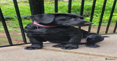 Labrador Retriever dogs in Jedburgh - Advert 10