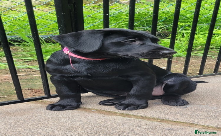 Labrador Retriever dogs in Jedburgh - Advert 3