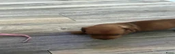 Miniature Dachshund dogs for sale: 3 beautiful little boys looking for new homes - Advert 12