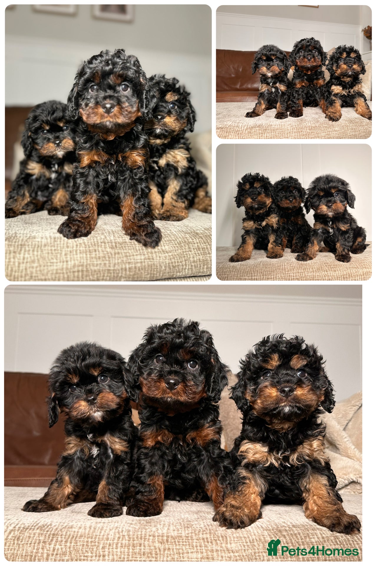 Cavapoo dogs Adorable Cavapoo puppies. Health tested Parent.  - Advert 2
