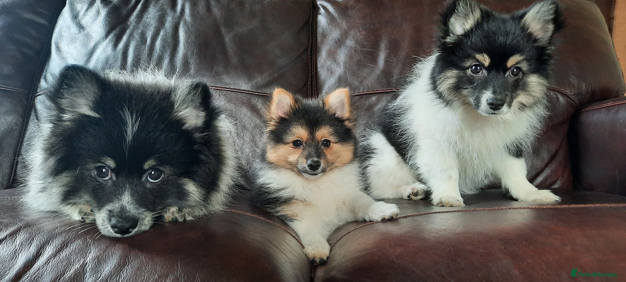Mixed Breed dogs Gorgeous Pomeranian × Japanese Spitz Puppies - Advert 2
