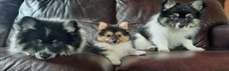 Mixed Breed dogs for sale: Gorgeous Pomeranian × Japanese Spitz Puppies in Falkirk - Advert 2