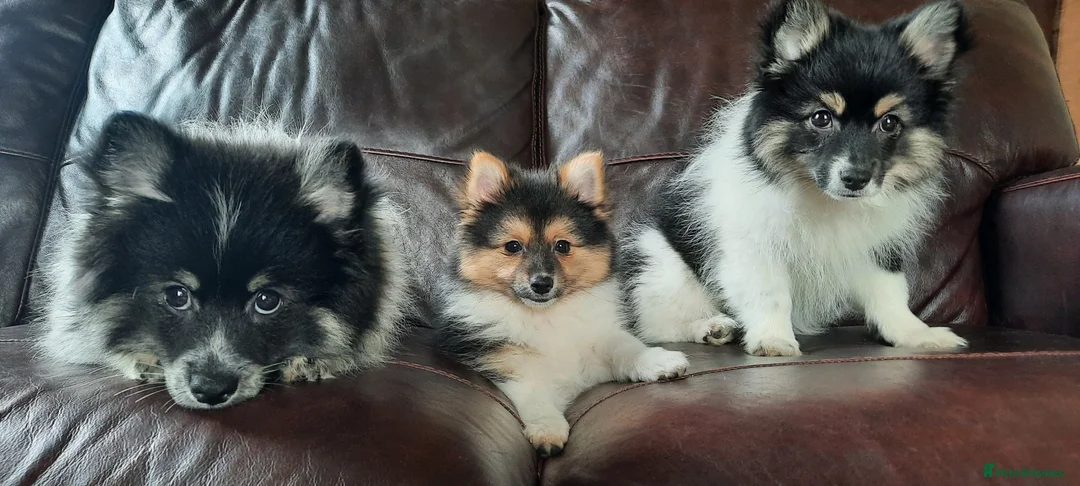 Mixed Breed dogs for sale: Gorgeous Pomeranian × Japanese Spitz Puppies in Falkirk - Advert 2