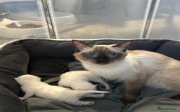 Ragdoll cats for sale: Ragdoll kitten  - Image 4