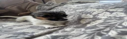 Jack Chi dogs for sale: Jack Russell x Chihuahua  - Advert 2