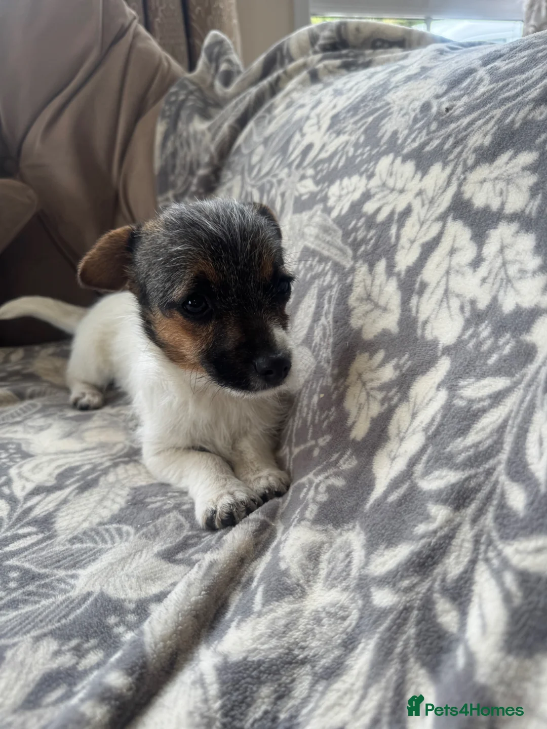 Jack Chi dogs for sale: Jack Russell x Chihuahua  - Advert 2