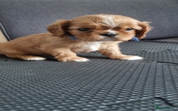 Cavalier King Charles Spaniel dogs for sale: Cavaliers King Charles spaniels - Image 31