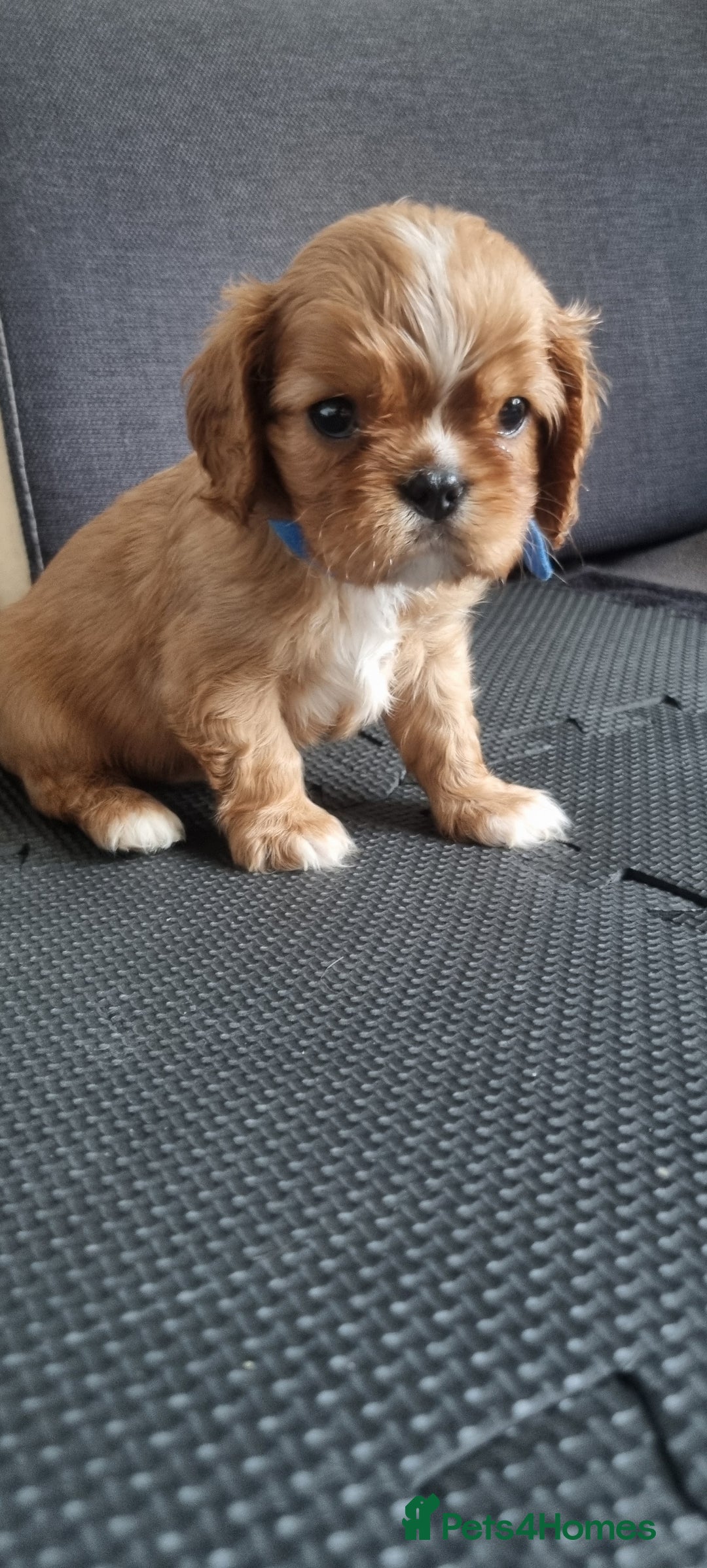 Cavalier King Charles Spaniel dogs for sale: Cavaliers King Charles spaniels - Image 31