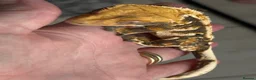 Gecko reptiles for sale: Tri colour harlequin crested gecko in Liverpool - Advert 3