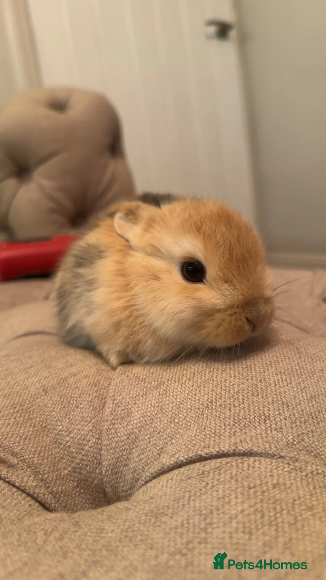 Mini Lop rabbits for sale: 4 mini lops  - Advert 2