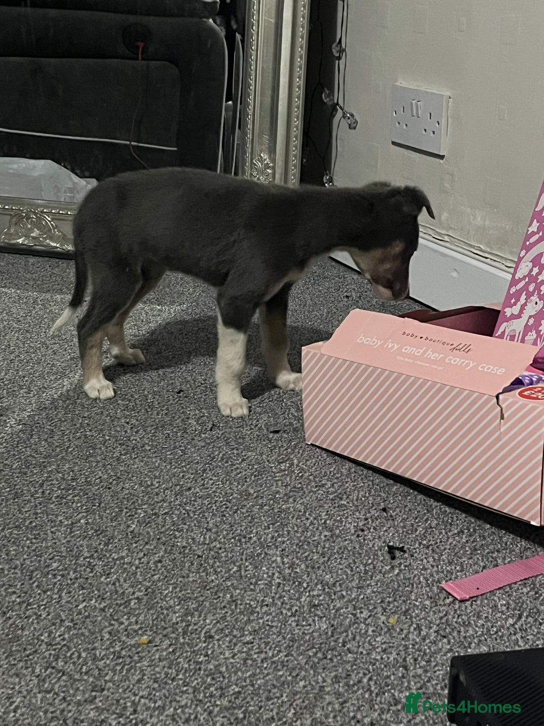 Whippet dogs for sale: Beautiful whippet puppies  - Advert 5