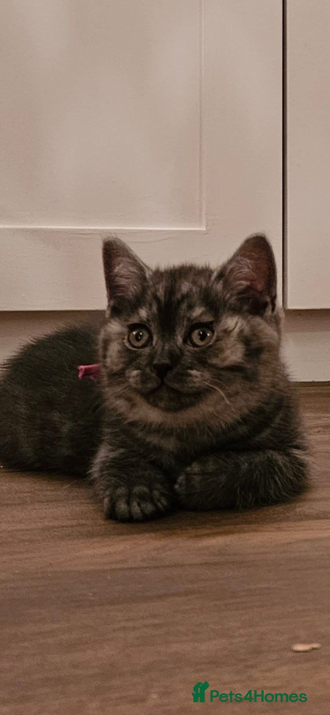 British Shorthair cats for sale: 4 month old male British Shorthair - Advert 9