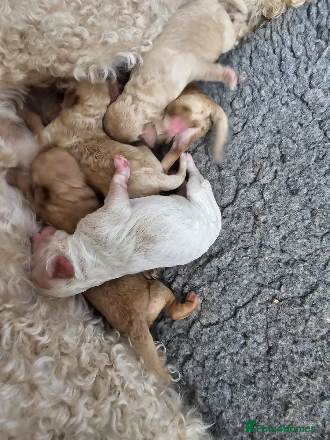 Cockapoo dogs for sale: 1 boy 3 girls available  - Advert 20
