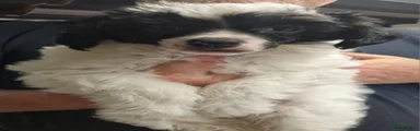 Chinese Crested 3