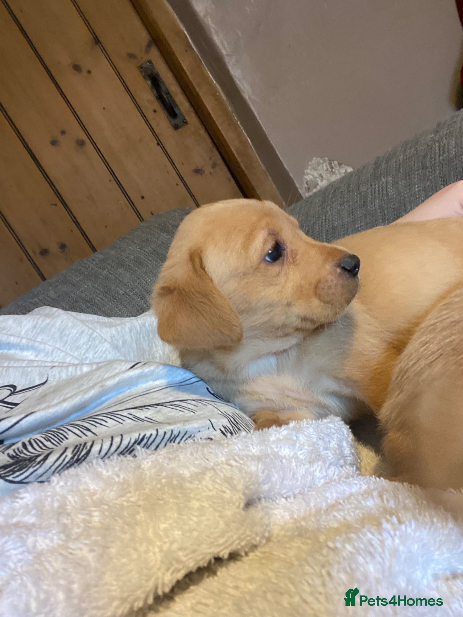 Labrador Retriever dogs ✨ Exceptional Golden Labrador Retriever Puppies - Advert 2