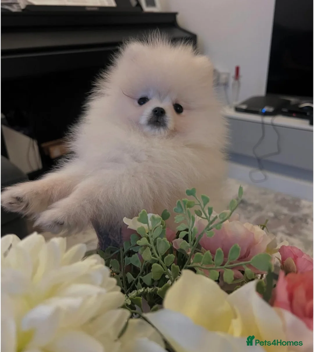 Pomeranian dogs for sale: Pomeranian  - Advert 1