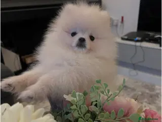 Pomeranian dogs Pomeranian - Advert 4