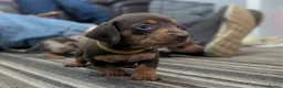 Dachshund dogs for sale: Gorgeous Smooth-Haired Dachshund Puppies - Advert 15
