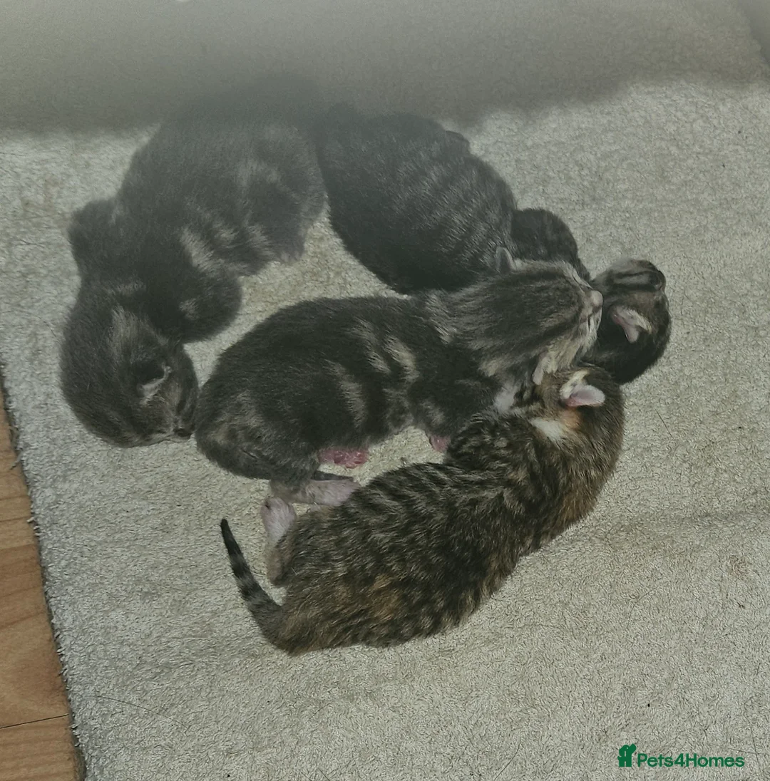 Mixed Breed cats for sale: 2 girls left  - Advert 3