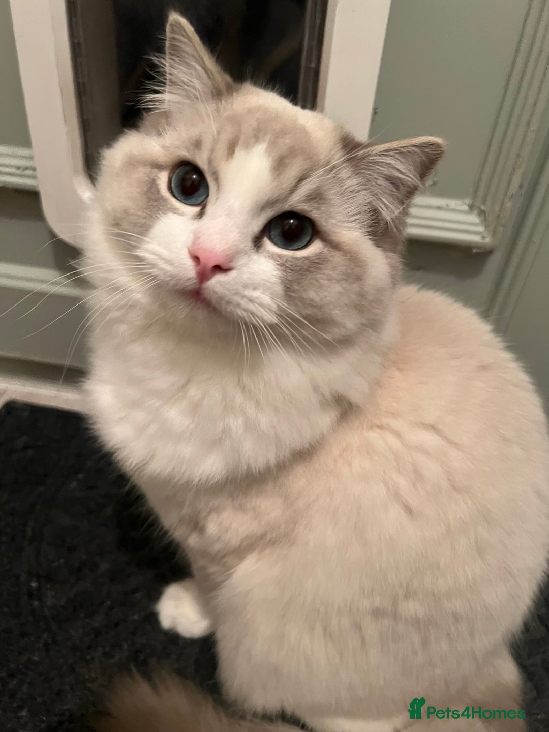 Ragdoll cats for sale: Handsome male Bi coloured  - Image 2