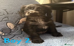 Cockapoo dogs for sale: F1b cockapoo - Image 2
