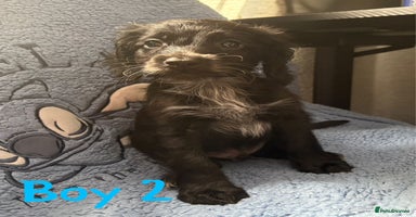 Cockapoo dogs - Advert 8