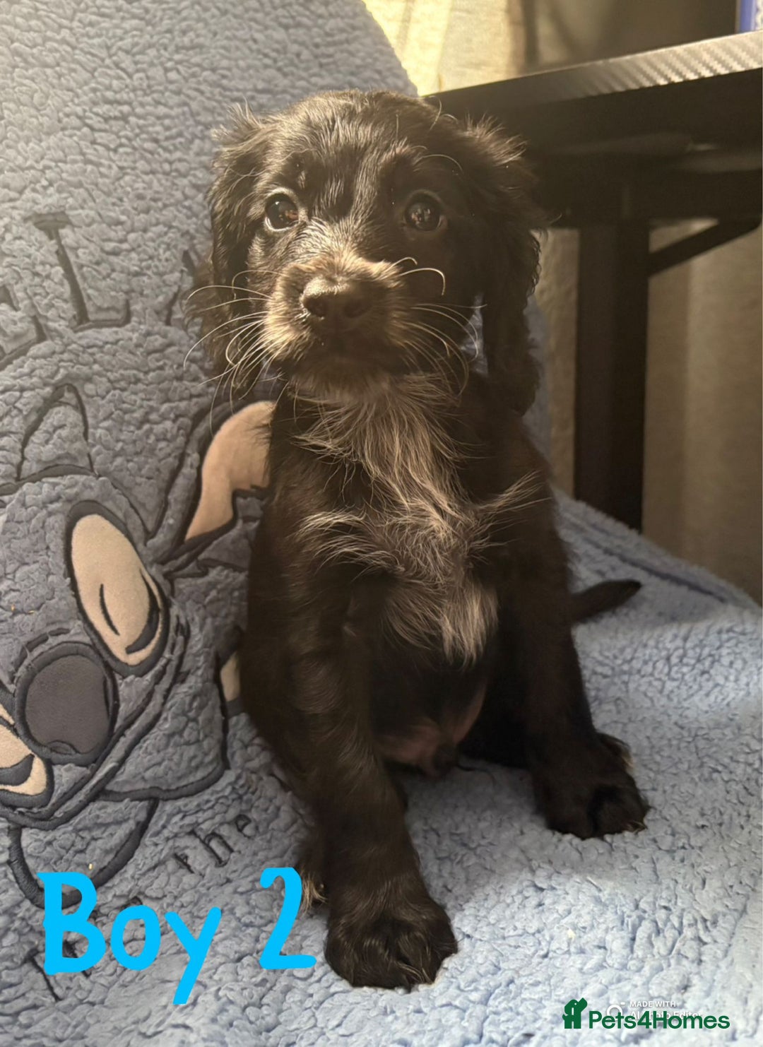 Cockapoo dogs for sale: F1b cockapoo - Image 2