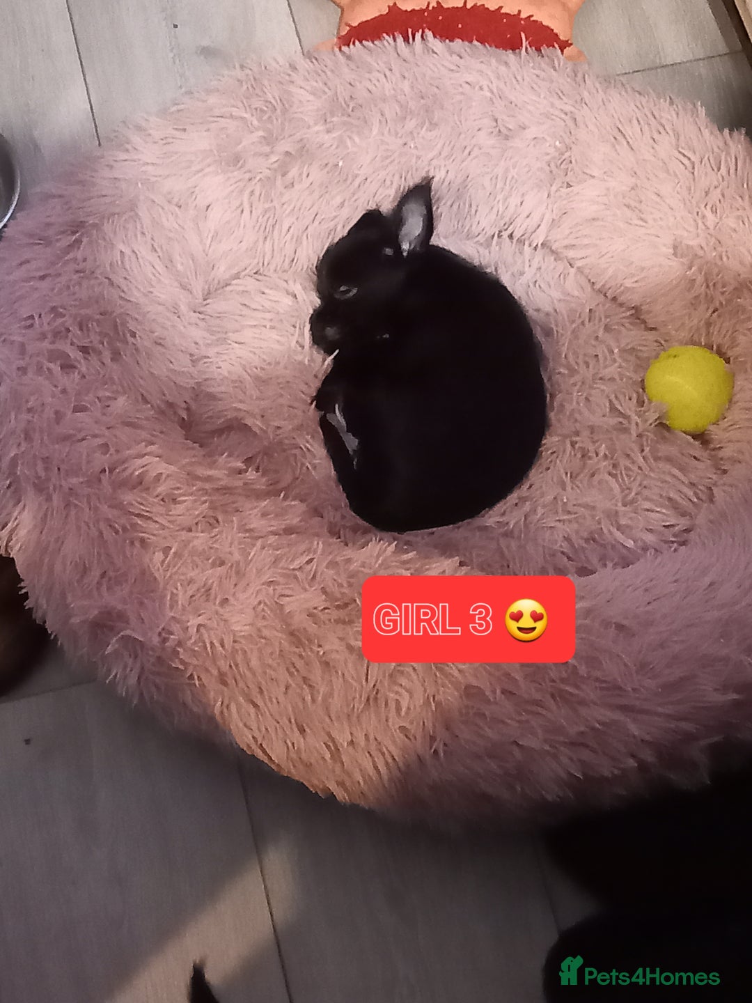 Mixed Breed dogs for sale: 💞ONLY 4 Beautiful Yorkie Russel Puppies Left 💞 - Image 21