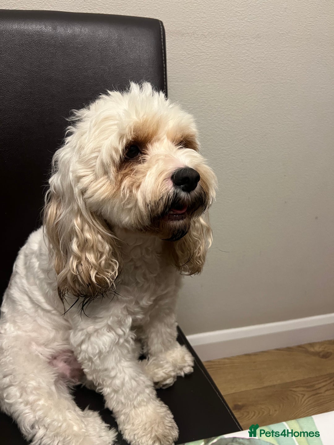 Cavapoo dogs for sale: Cavapoo for sale - Advert 2