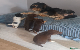 Mixed Breed dogs for sale: Adorable puppies ready 11/10 - Image 9