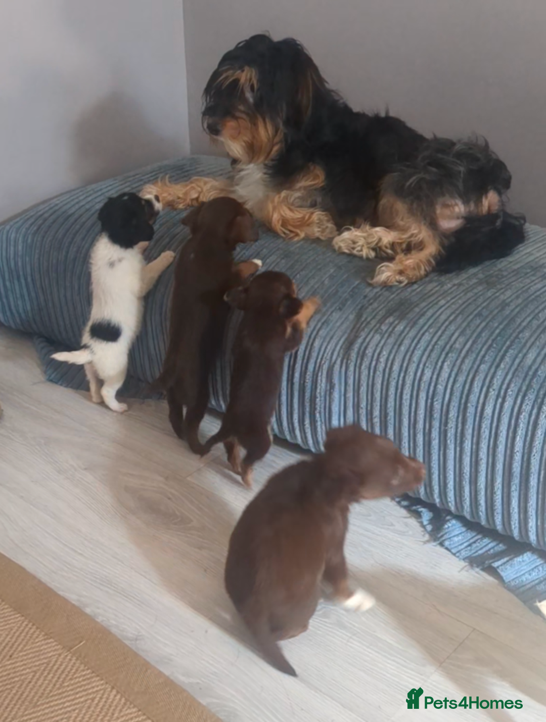 Mixed Breed dogs for sale: Adorable puppies ready 11/10 - Image 9