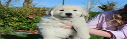 Golden Retriever dogs for sale: Beautiful Golden Retriever Puppies - Advert 2