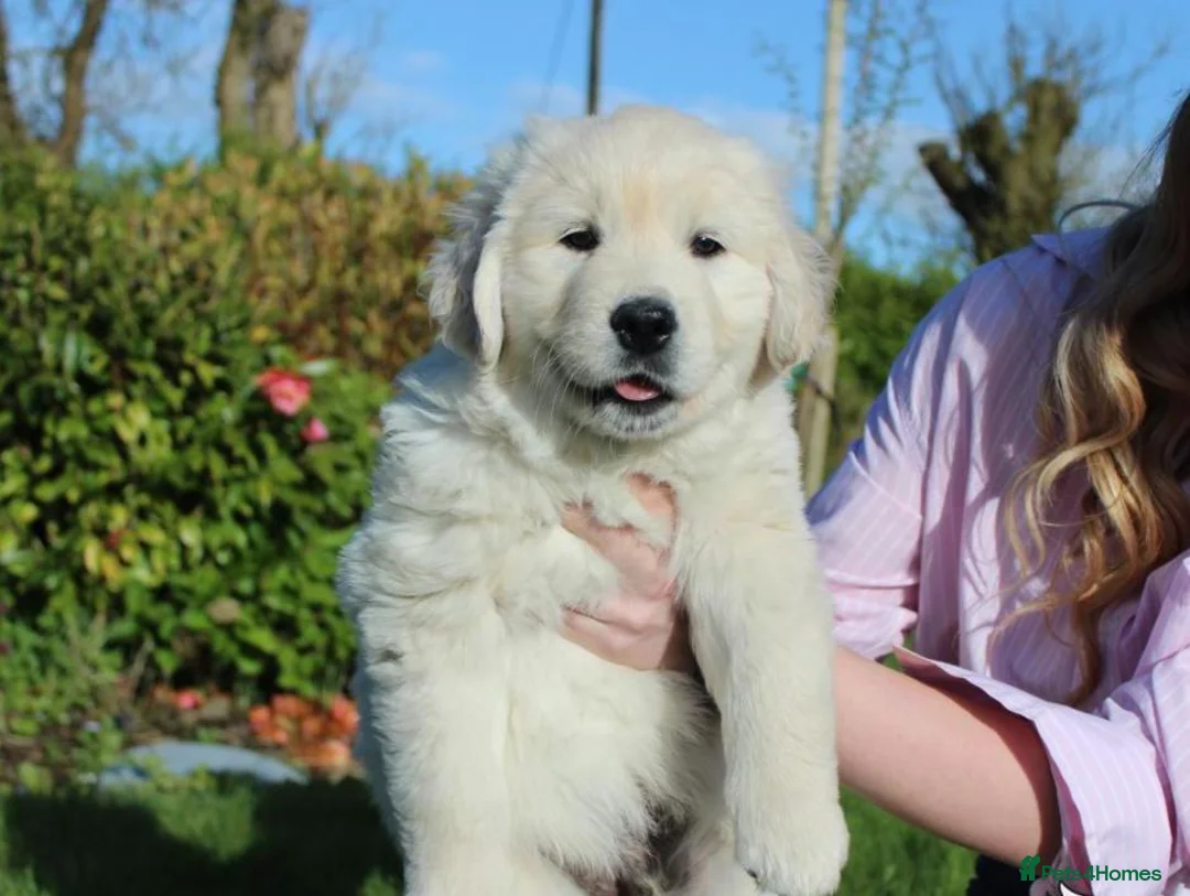 Golden Retriever dogs for sale: Beautiful Golden Retriever Puppies - Advert 2