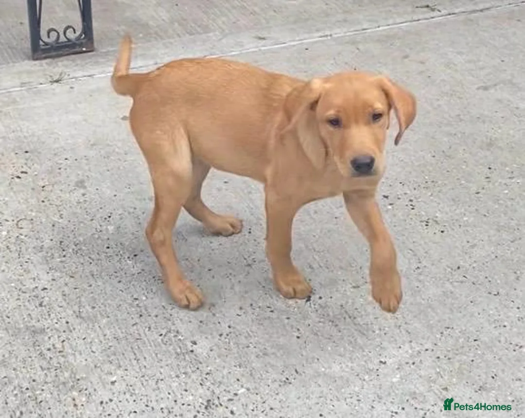 Labrador Retriever dogs for sale: Two beautiful labradors 1 male 1 female  - Advert 1