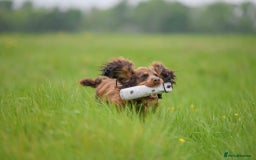 Cocker Spaniel dogs for sale: Working Cocker Spaniels  - Image 18