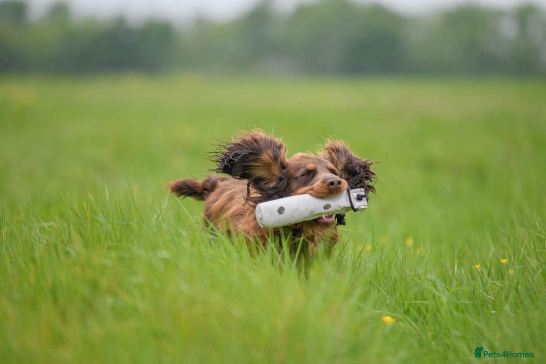 Cocker Spaniel dogs for sale: Working Cocker Spaniels  - Image 18