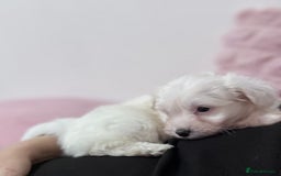 Bichon Frise dogs for sale: Adorable Puppies Ready for Their Forever Homes  - Image 3