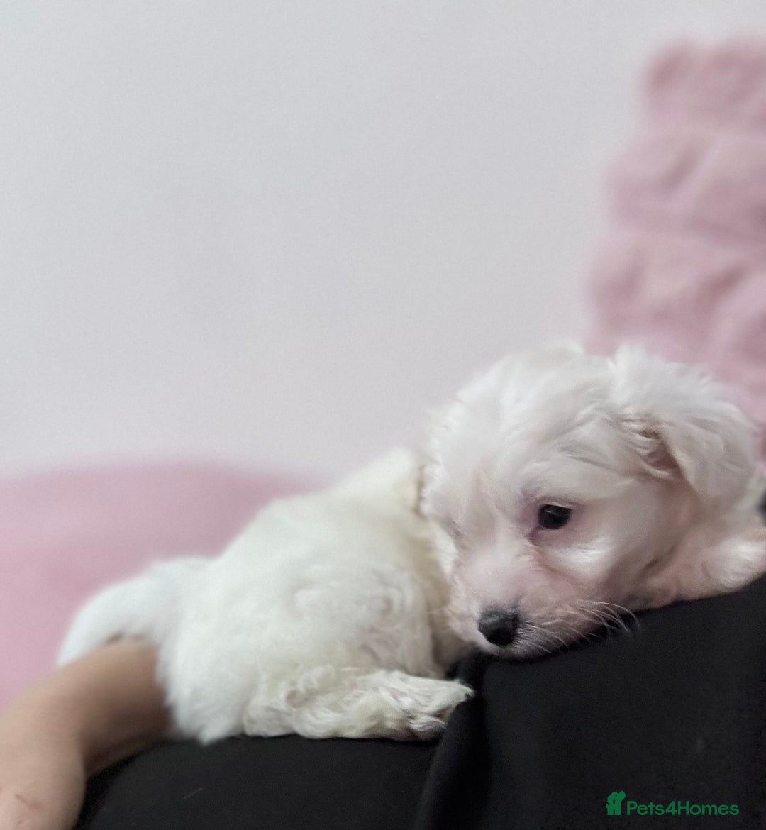 Bichon Frise dogs for sale: Adorable Puppies Ready for Their Forever Homes  - Image 3