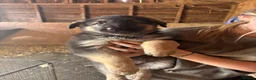 German Shepherd dogs for sale: Beautiful litter of healthy German shepherd pups - Advert 5