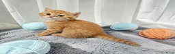 Scottish Fold cats for sale: Adorable Scottish Fold Straight Ear Tabby Kittens  - Advert 10
