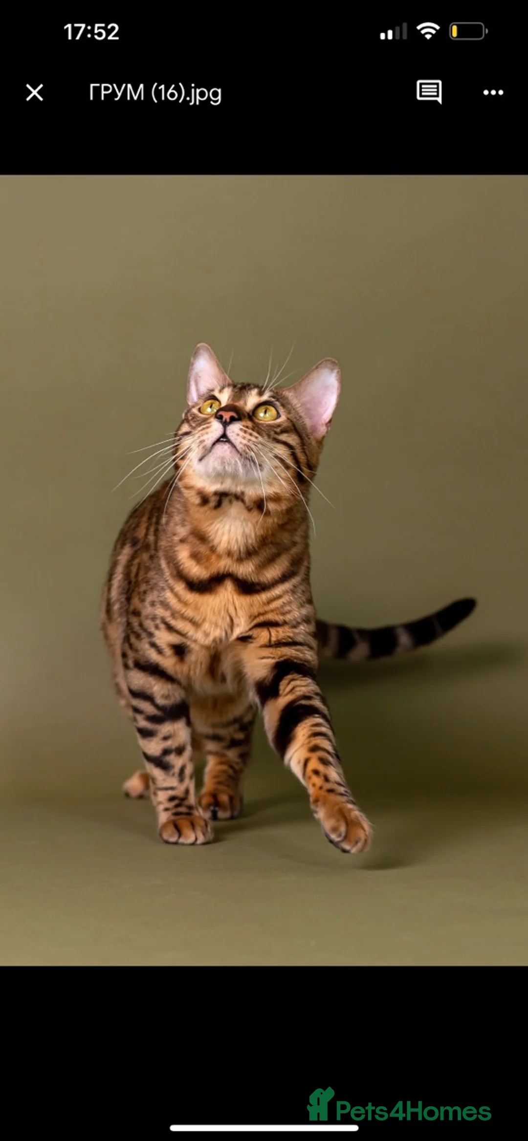 Bengal cats for stud: Stud cat Tica actives 5 generations pedigree  in Barnsley - Advert 19
