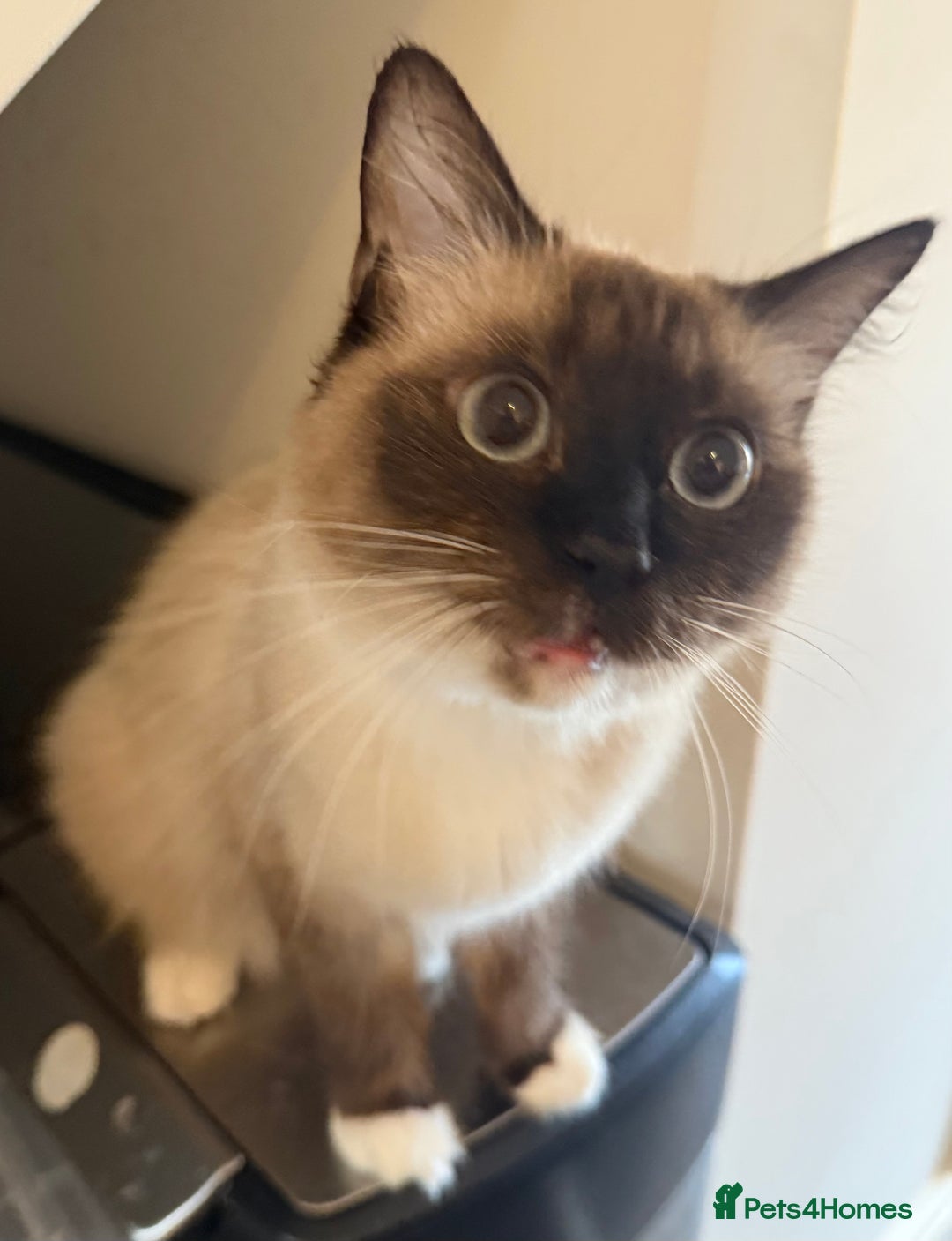 Ragdoll cats for sale: 1 year old Ragdoll cat needing a new home - Image 5