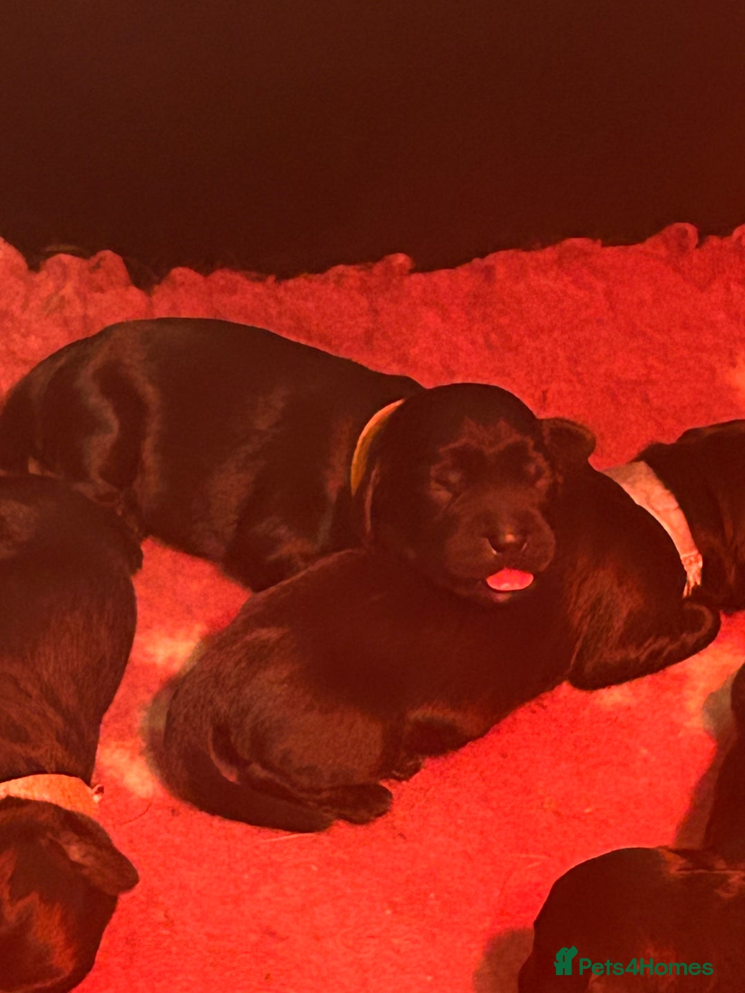 Cockerdor dogs for sale: Cockerdor puppies - Advert 4