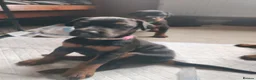 Dobermann dogs for sale: Adorable Doberman puppies  - Advert 22