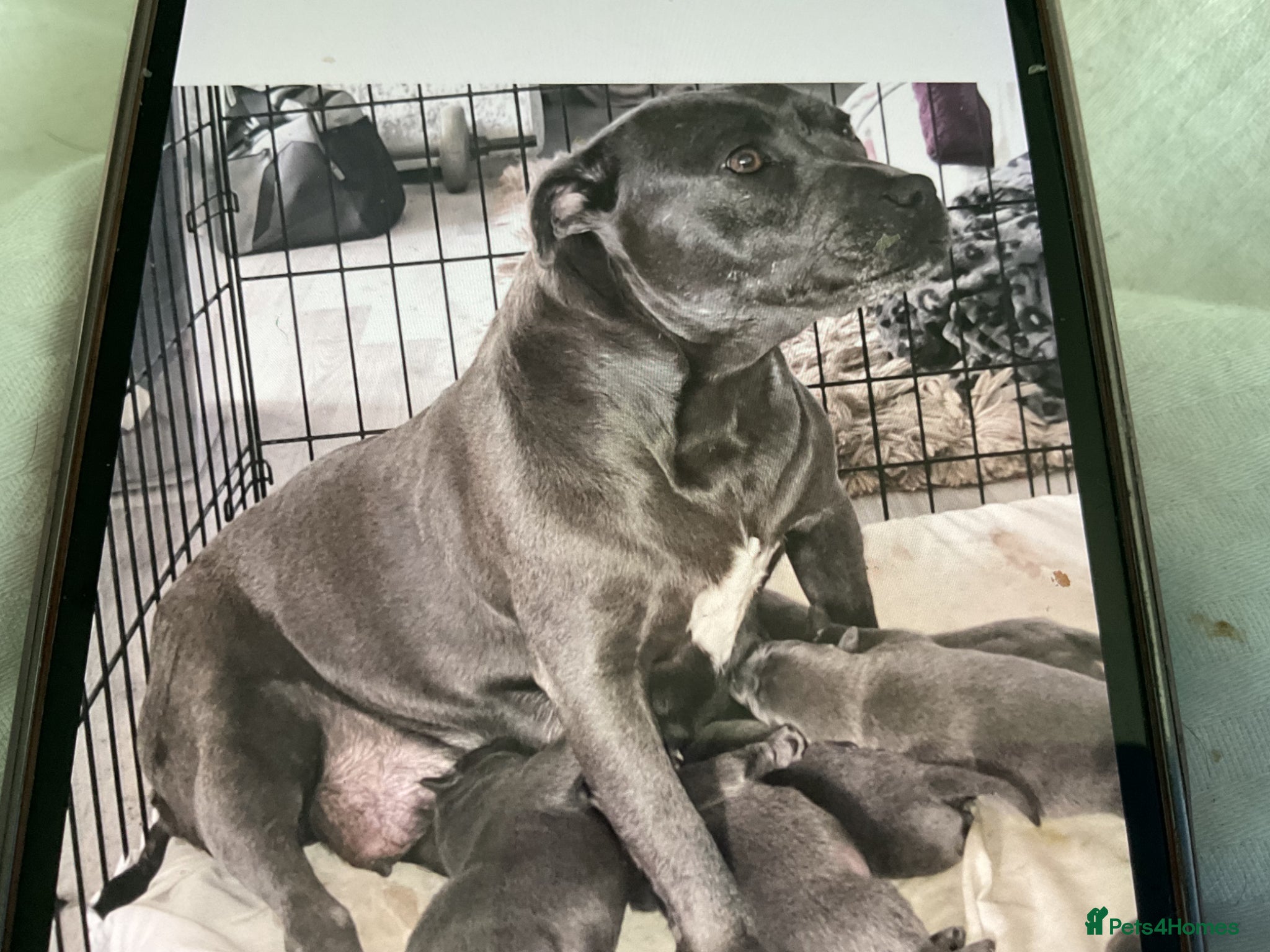 Staffordshire Bull Terrier dogs Small blue staffs - Advert 15