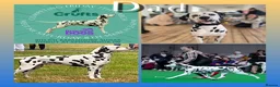 Dalmatian dogs for sale: Beautiful KC Registered Dalmatian Puppies - Advert 12