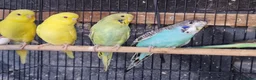 Budgerigars birds for sale: Super silly hand tamed baby budgies  - Advert 9